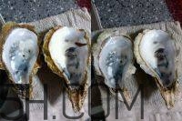 吃生蠔應(yīng)該注意哪些事項？生蠔與牡蠣的區(qū)別