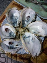 吃生蠔應(yīng)該注意哪些事項？生蠔與牡蠣的區(qū)別