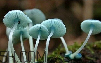 如何判斷生蠔烤熟沒(méi)有？生蠔可以和蘑菇一起吃嗎？
