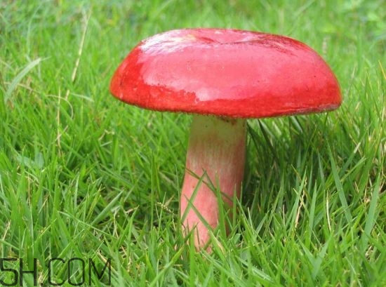 如何鑒別紅菇？紅菇的做法有哪些？