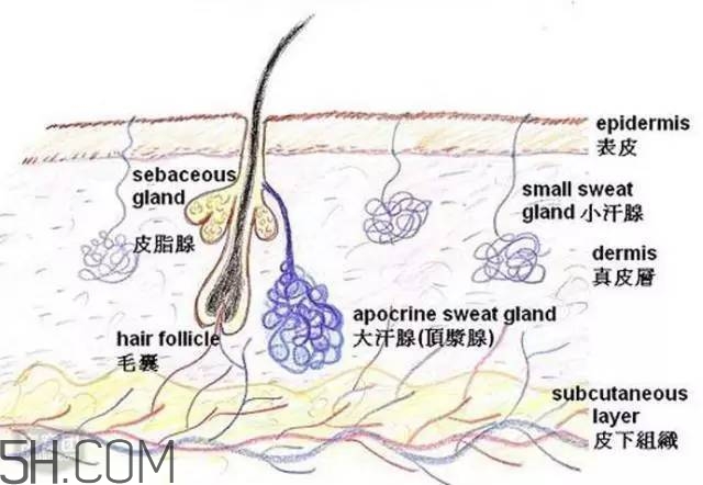 腿毛能刮嗎？腿毛能不能刮？