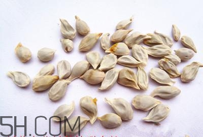 不小心吃了橘子籽怎么辦？橘子籽可以生吃嗎？