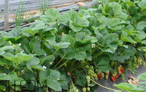 草莓苗多少錢(qián)一顆 2018年草莓苗多少錢(qián)一顆
