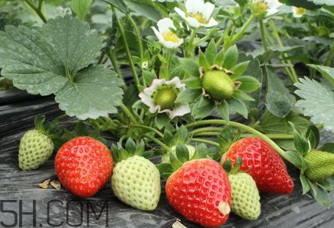 草莓苗多少錢(qián)一顆 2018年草莓苗多少錢(qián)一顆