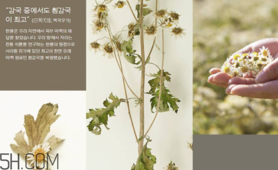 韓律護(hù)膚品怎么樣？韓律全系列介紹