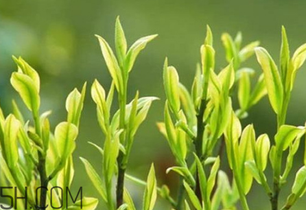 茶樹精油可以直接涂在臉上嗎？茶樹精油的功效與作用？