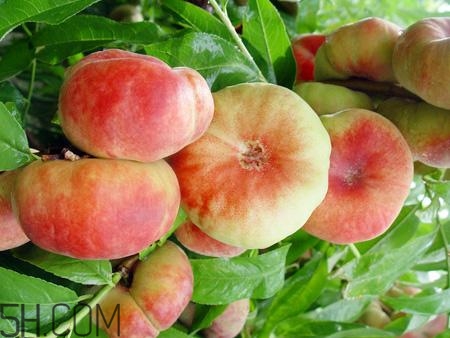 蟠桃的營(yíng)養(yǎng)價(jià)值有哪些？蟠桃的吃法有哪些？
