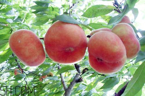 蟠桃的營(yíng)養(yǎng)價(jià)值有哪些？蟠桃的吃法有哪些？