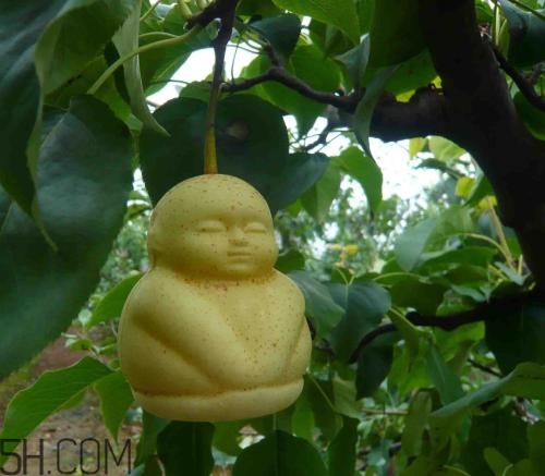 女人吃人參果有哪些好處？人參果的營養(yǎng)價(jià)值是什么？