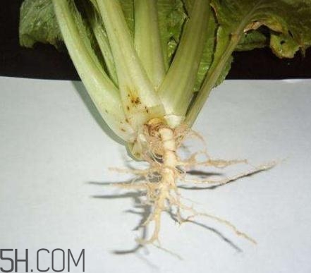 香菜根煮水怎么煮？香菜根煮水喝幾天見效？