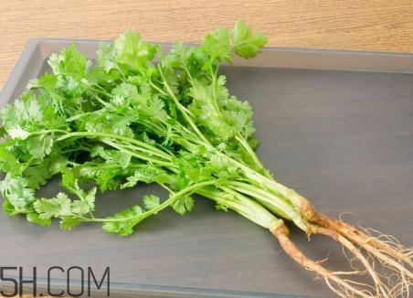 香菜根煮水能美白嗎？香菜根煮水能祛斑嗎？