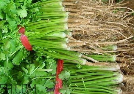 香菜根煮水能治濕疹嗎？香菜根煮水孕婦能喝嗎？