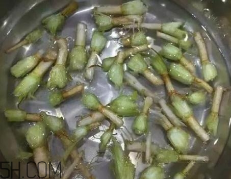 香菜根煮水能治濕疹嗎？香菜根煮水孕婦能喝嗎？