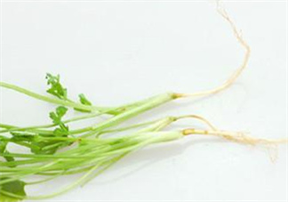 香菜根煮水怎么煮？香菜根煮水喝幾天見(jiàn)效？