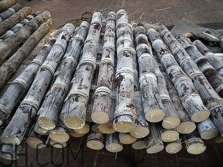 吃完甘蔗多久可以吃柿子？甘蔗和柿子一起吃了怎么辦？