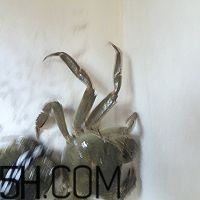 冬天可以吃大閘蟹嗎？冬天怎么吃大閘蟹？