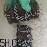 冬天可以吃大閘蟹嗎？冬天怎么吃大閘蟹？