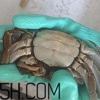 冬天可以吃大閘蟹嗎？冬天怎么吃大閘蟹？