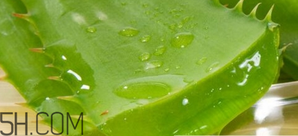 蘆薈膠可以敷一晚上嗎？蘆薈膠堵塞毛孔的錯誤用法