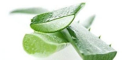 嘴唇干裂能用蘆薈膠嗎？鼻子脫皮也可以用蘆薈膠