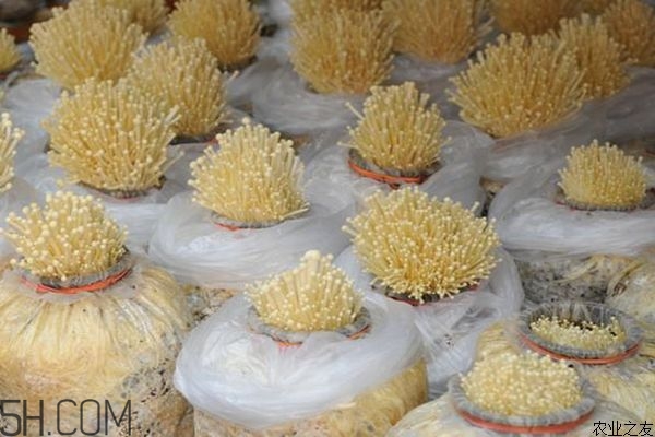 金針菇的食用禁忌有哪些？金針菇四大禁忌