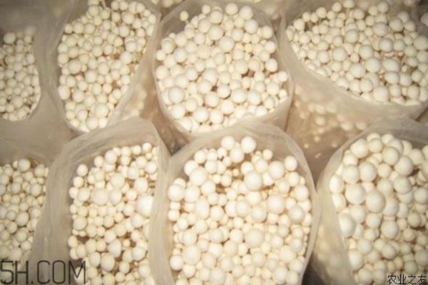 金針菇的食用禁忌有哪些？金針菇四大禁忌