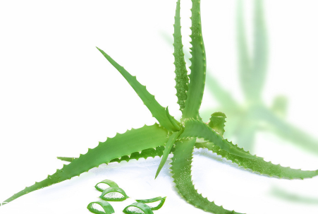蘆薈泡酒能治腳氣嗎？蘆薈膠主要是細菌殺毒