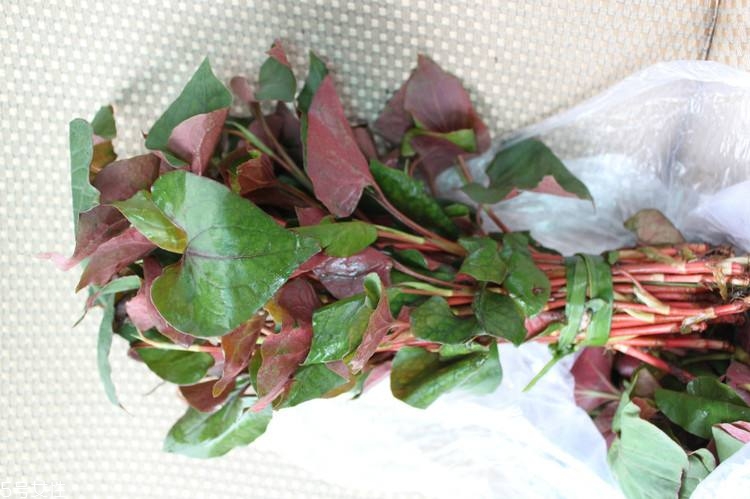 哪些中草藥可以當(dāng)菜吃？最常見的是這三種