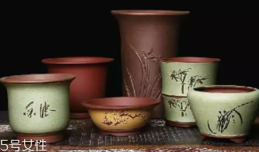什么花不能放臥室養(yǎng)？含羞草誤食會(huì)脫發(fā)