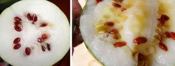 紅瓜子是什么瓜的子？瓜子比瓜還要珍貴