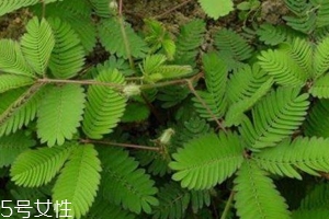 什么花不能放臥室養(yǎng)？含羞草誤食會(huì)脫發(fā)