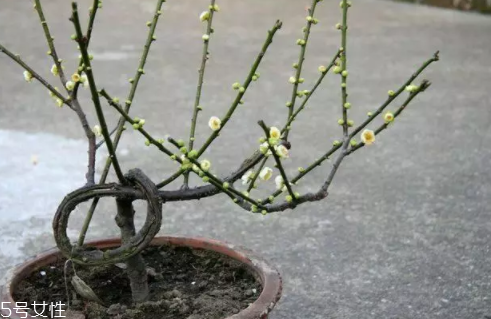 養(yǎng)花有哪些益處？節(jié)約藥費(fèi)不止一點(diǎn)點(diǎn)