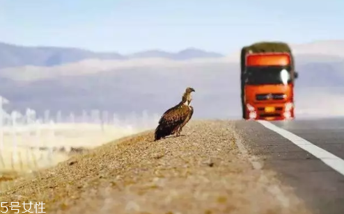 開(kāi)車前為什么要拍拍車蓋？預(yù)防傷害流浪小動(dòng)物