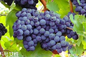 葡萄籽補劑要不要買？不如早睡早起