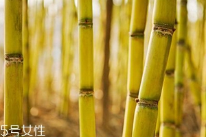 吃甘蔗臉會(huì)變大嗎？原來(lái)還有這么一說(shuō)