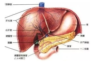 膽囊里的石頭從何而來？膽汁形成膽結(jié)石