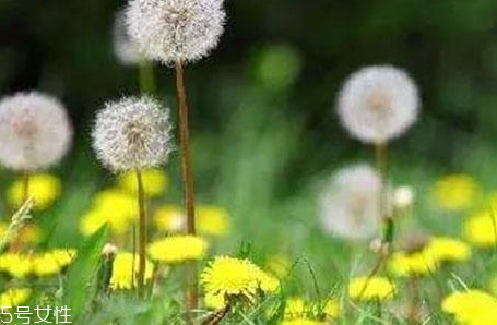 蒲公英用開水泡嗎？煮一煮效果會(huì)更好