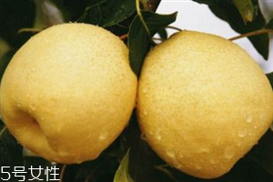 梨子是熱性還是涼性水果？腸胃不好不能吃梨
