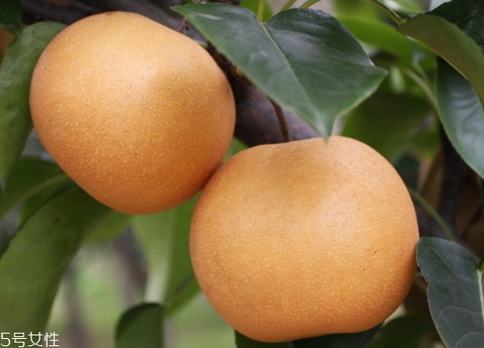 月餅和梨可以一起吃嗎？吃梨降低感冒幾率