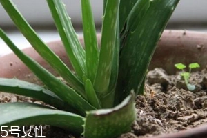 蘆薈膠真的很神奇嗎？只是基礎(chǔ)的補(bǔ)水保濕