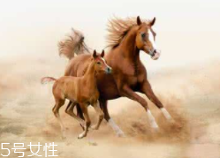 馬油是萬(wàn)能的嗎？接近人體脂肪也并不萬(wàn)能