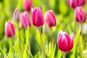 嚴(yán)禁入室的花有哪些？這7種花別養(yǎng)