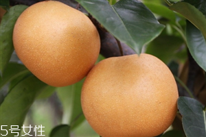 梨子里面發(fā)黑還能吃嗎？影響梨子的保存時(shí)間
