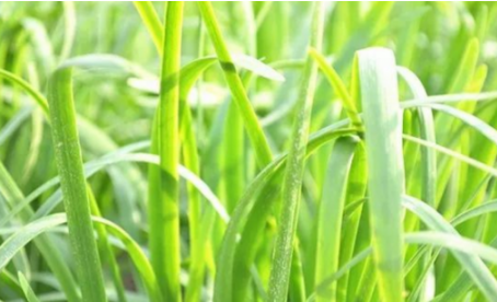 吃韭菜燒心怎么緩解？韭菜吃多了燒心
