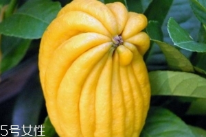 佛手柑是什么味道？佛手柑味道非常好聞