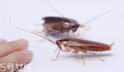 蟑螂究竟有多臟？傳播蛔蟲(chóng)卵等多種病菌