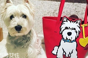 marc tetro是什么牌子？美國高性價比包包品牌