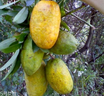 牛卵坨孕婦可以吃嗎？看屬于什么懷孕階段