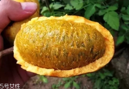 牛卵坨籽可以吃嗎？看看它的神奇功效