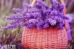 薰衣草精油能防曬嗎？能隔離紫外線